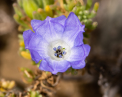 Nolana stenophylla
