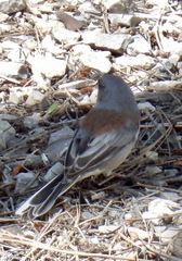 Junco hyemalis dorsalis