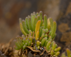 Nolana stenophylla