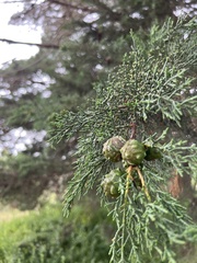 Cupressaceae