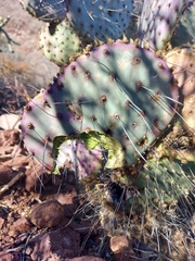 Opuntia gosseliniana