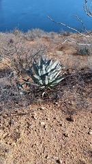 Agave colorata