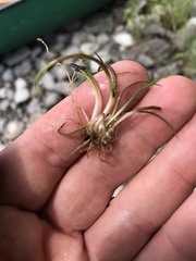 Isoetes tuckermanii