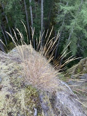 Pseudoroegneria spicata