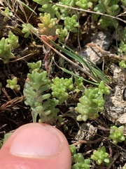 Sedum anglicum