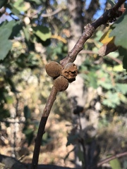 Disholcaspis simulata