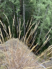 Pseudoroegneria spicata