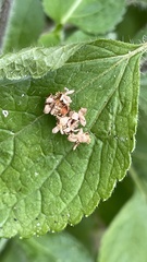 Ricania speculum