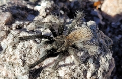 Aphonopelma paloma