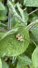 Ricania speculum