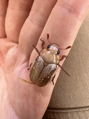 Anoplognathus concolor