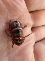 Anoplognathus concolor