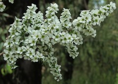Leptospermum continentale