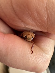 Anoplognathus concolor