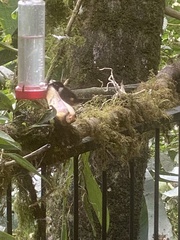 Philodice mitchellii