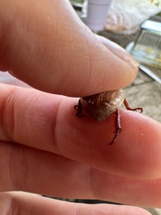 Anoplognathus concolor