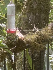 Philodice mitchellii