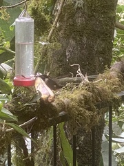 Philodice mitchellii