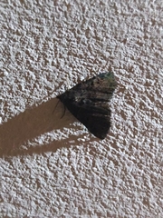 Metalectra praecisalis