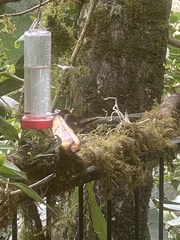 Philodice mitchellii