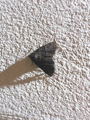 Metalectra praecisalis