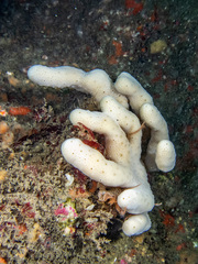 Porifera