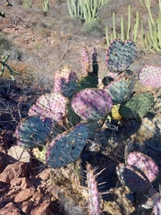 Opuntia gosseliniana