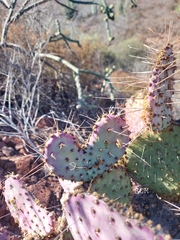 Opuntia gosseliniana