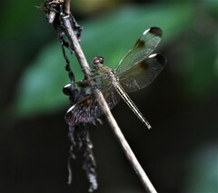 Neurothemis stigmatizans stigmatizans