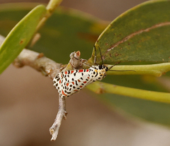 Utetheisa pulchelloides