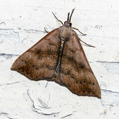 Hypena