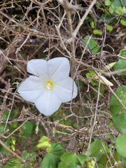 Calystegia