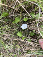 Convolvulus waitaha