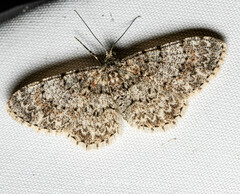 Myrioblephara simplaria