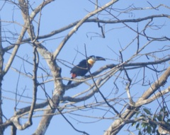 Ramphastos vitellinus