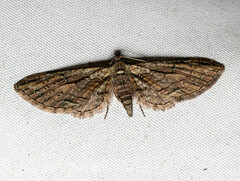 Eupithecia