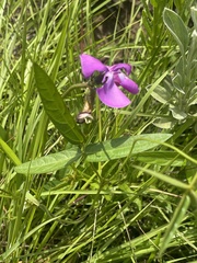 Vigna vexillata vexillata
