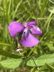 Vigna vexillata vexillata
