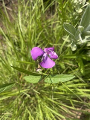 Vigna vexillata vexillata