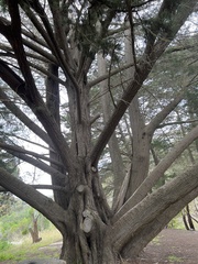 Cupressaceae