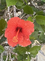 Hibiscus rosa-sinensis