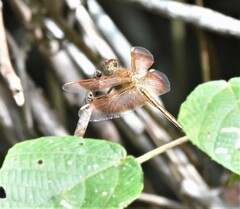 Neurothemis stigmatizans