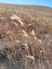 Andropogon hallii