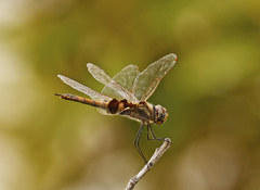 Tramea loewii