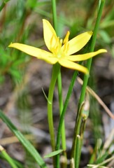 Hypoxis hygrometrica