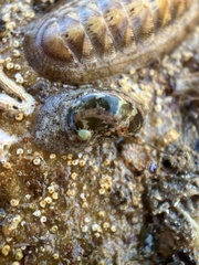 Stomatella impertusa