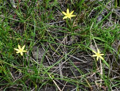 Hypoxis hygrometrica