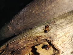 Camponotus atriceps