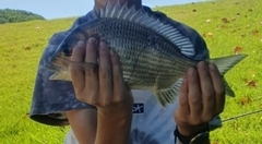 Acanthopagrus australis