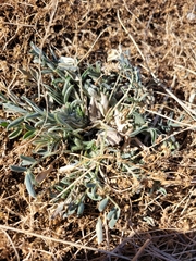 Astragalus lotiflorus